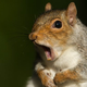 Illustration for article titled Stupid squirrels